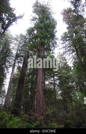 Redwood Stock Photo