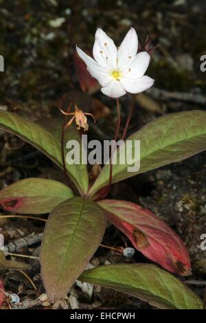 chickweed wintergreen, Arctic starflower Stock Photo