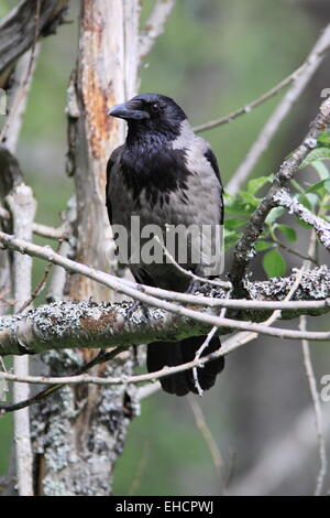 Hooded Crow, Corvus corone cornix Stock Photo