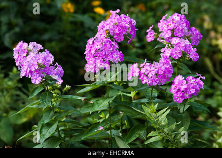 violetter Phlox, purple phlox Stock Photo