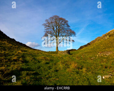 Lone tree at Sycamore Gap near Steel Rigg on Hadrian's Wall an ancient Roman wall in Northumberland north east England UK Stock Photo