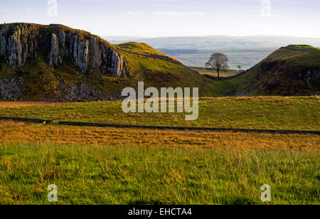 Lone tree at Sycamore Gap near Steel Rigg on Hadrian's Wall an ancient Roman wall in Northumberland north east England UK Stock Photo