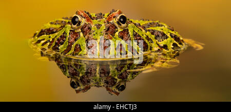Ornate Horned Frog reflection Stock Photo