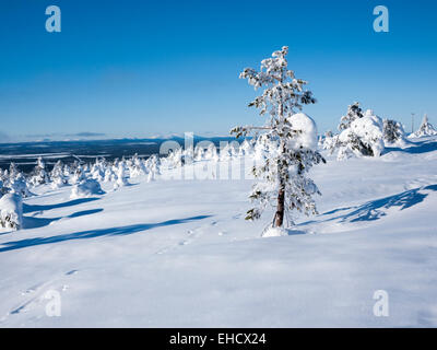 A landscape view of snow covered trees in Lapland in the winter at Levi. A winter wilderness. Stock Photo