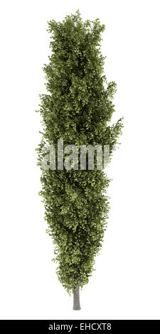 poplar tree isolated on white background Stock Photo