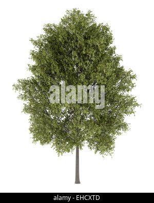 poplar tree isolated on white background Stock Photo