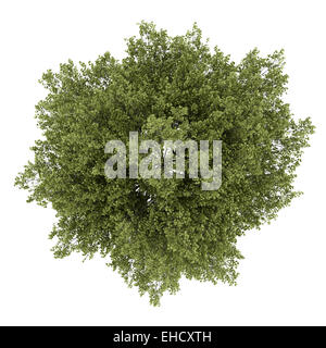 top view of poplar tree isolated on white background Stock Photo