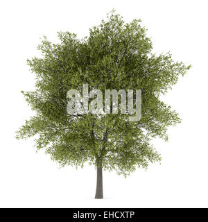 poplar tree isolated on white background Stock Photo