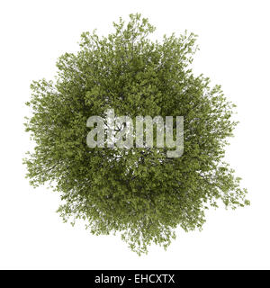 top view of poplar tree isolated on white background Stock Photo