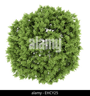 top view of elderberry tree isolated on white background Stock Photo