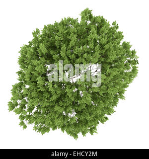 top view of elderberry tree isolated on white background Stock Photo