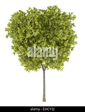 honey locust tree isolated on white background Stock Photo