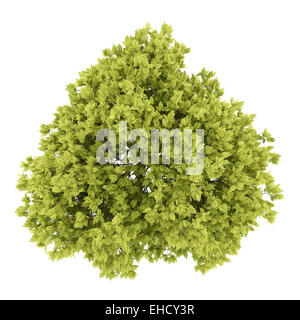 top view of honey locust tree isolated on white background Stock Photo