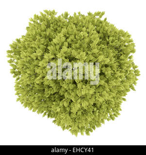 top view of honey locust tree isolated on white background Stock Photo