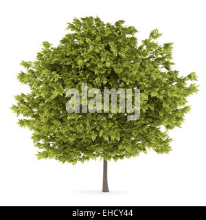 honey locust tree isolated on white background Stock Photo