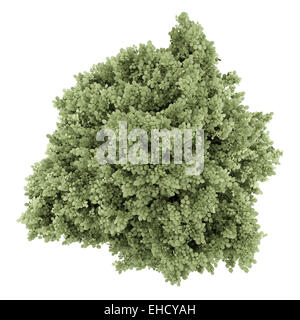 top view of common hazel tree isolated on white background Stock Photo