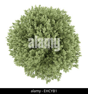 top view of common hazel tree isolated on white background Stock Photo