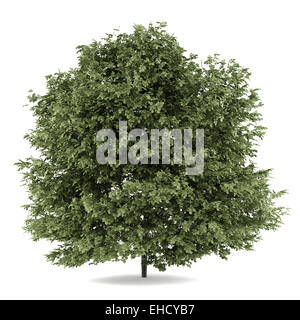 common hazel tree isolated on white background Stock Photo