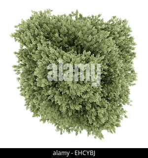 top view of common hazel tree isolated on white background Stock Photo