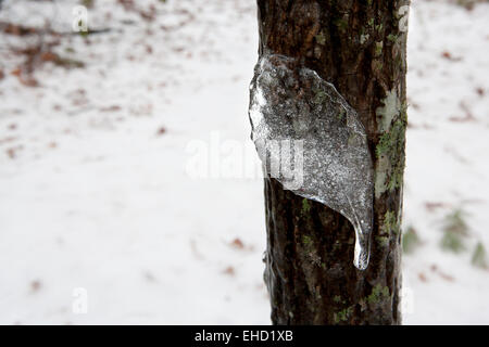 Frozen leaf-shaped Icicle - Brevard, North Carolina USA Stock Photo
