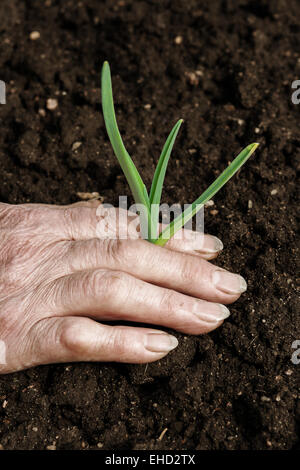 Hand holding a sprout Stock Photo