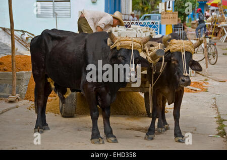 Horizontal view of a pair of harnessed oxen working in a street in Cuba. Stock Photo