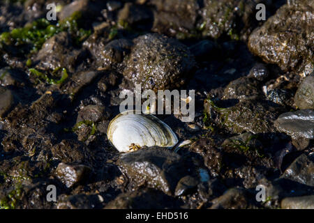 rocky shore front with white seashells and seaweed Stock Photo