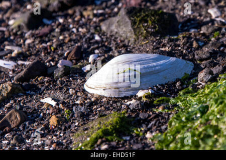 rocky shore front with white seashells and seaweed Stock Photo