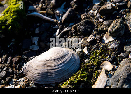 rocky shore front with white seashells and seaweed Stock Photo