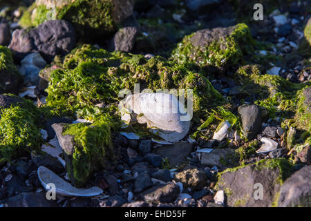 rocky shore front with white seashells and seaweed Stock Photo