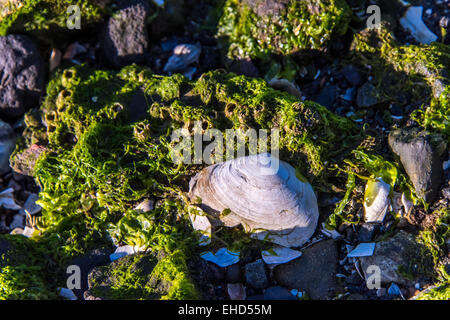 rocky shore front with white seashells and seaweed Stock Photo