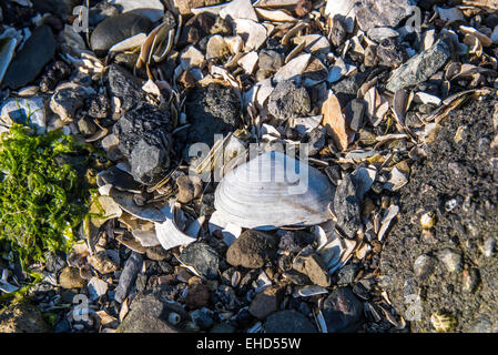 rocky shore front with white seashells and seaweed Stock Photo