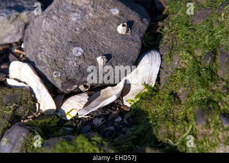 rocky shore front with white seashells and seaweed Stock Photo