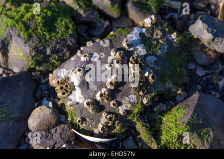 rocky shore front with white seashells and seaweed Stock Photo