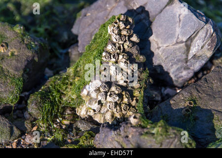 rocky shore front with white seashells and seaweed Stock Photo