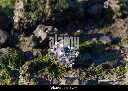 rocky shore front with white seashells and seaweed Stock Photo