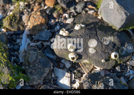 rocky shore front with white seashells and seaweed Stock Photo