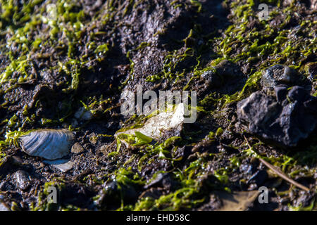 rocky shore front with white seashells and seaweed Stock Photo