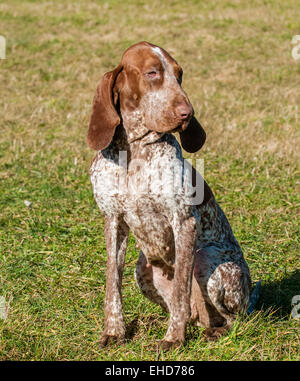 A Bracco Italiano, also called an Italian Pointer or Italian Pointing ...
