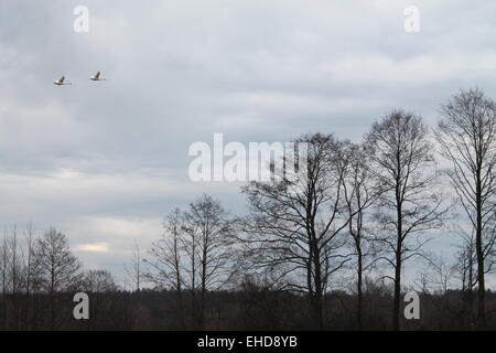 early spring nature trees without leaves and two white swans fly in pale sky Stock Photo