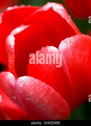 Close-up red tulip with rain drops Stock Photo