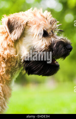Irish soft coated wheaten terrier portrait Stock Photo