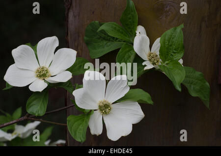 Bracts and flowers of the Pacific Dogwood tree (Cornus nuttallii) next to the trunk of a Madrone tree (Arbutus menziesii) , Sier Stock Photo