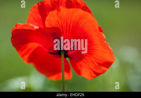 Mohnblumen Papaver Rhoeas Stock Photo