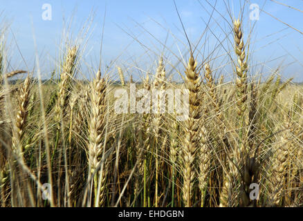 Wheat, agricultural, agriculture field, fields, grain, horizontal, land, landscape, plant, plants, blue bread, cultivated , farm Stock Photo