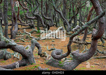 Windswept Scots pine trees with contorted shapes in Trollskogen / enchanted forest / troll's forest, Öland / Oeland, Sweden Stock Photo