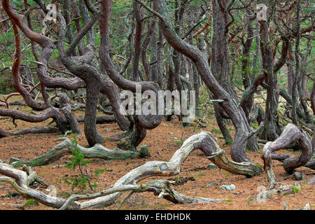 Windswept Scots pine trees with contorted shapes in Trollskogen / enchanted forest / troll's forest, Öland / Oeland, Sweden Stock Photo