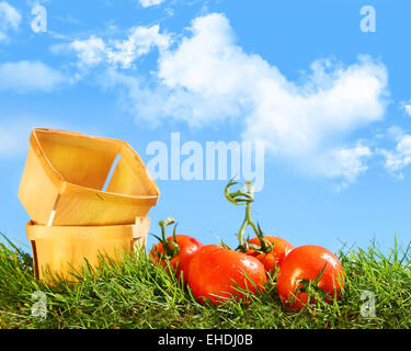 Freshly picked Tomatoes in a Basket Stock Photo - Alamy