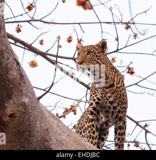 A leopard in a baobab tree. Stock Photo