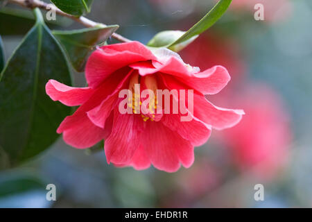 Camellia 'Freedom Bell' flower. Stock Photo